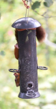 02 Hörnchen