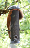 04 Hörnchen