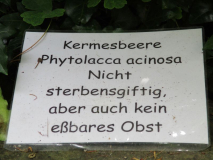 Kermesbeere