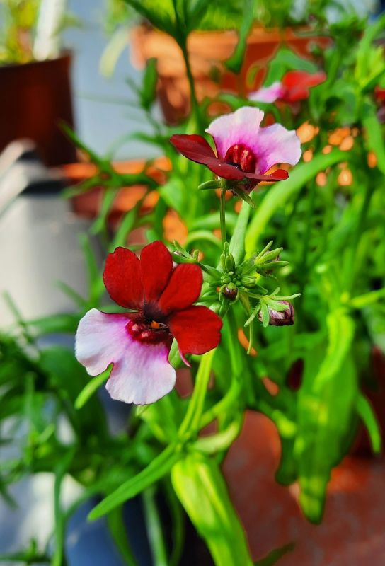 Nemesia Danish Flag