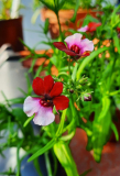 Nemesia Danish Flag