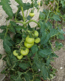 Tomaten