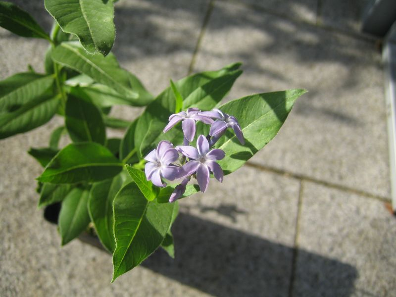 clematis?