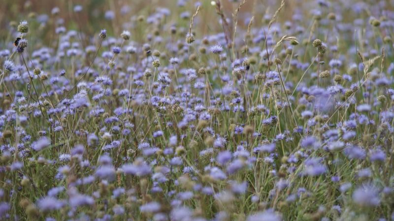 Jasione montana