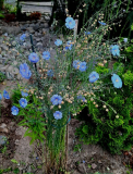 linum p