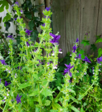 Salvia horminum