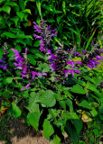 Salvia nemerosa Rockin