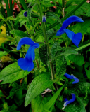 Salvia patens