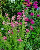salvia und monarda