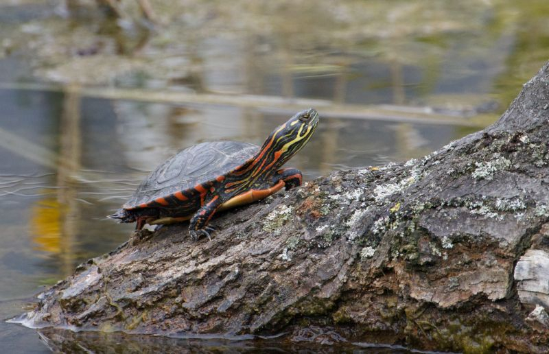 schildkroete1