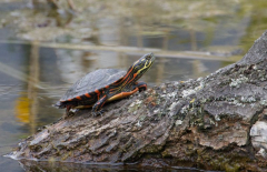 schildkroete1