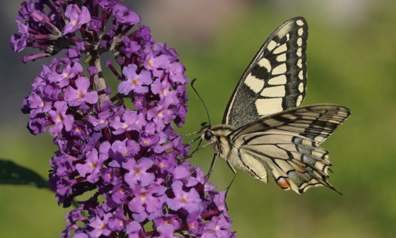 Buddleia