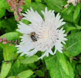 Stokesia