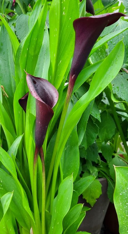 Zantedeschia3