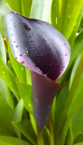 Zantedeschia4
