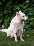 Mein Hund