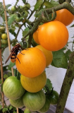Volucella zonaria auf Lycopersicon pimpinellifolium