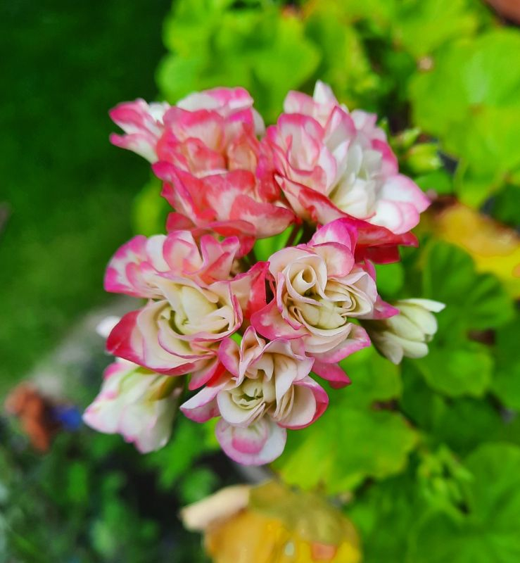 Pelargonie Appleblossom