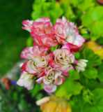 Pelargonie Appleblossom