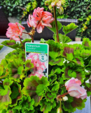 Appleblossom Tomgarten