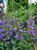 Campanula