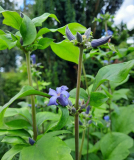 Staudenclematis blau