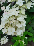 Rispenhortensie