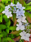 Hortensia blass