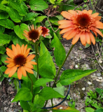 Echinacea Cantaloupe