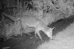 Fuchs