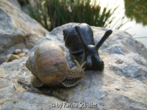 Weinbergschnecke - Original und Fälschung