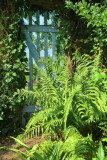 Athyrium am Gartentor