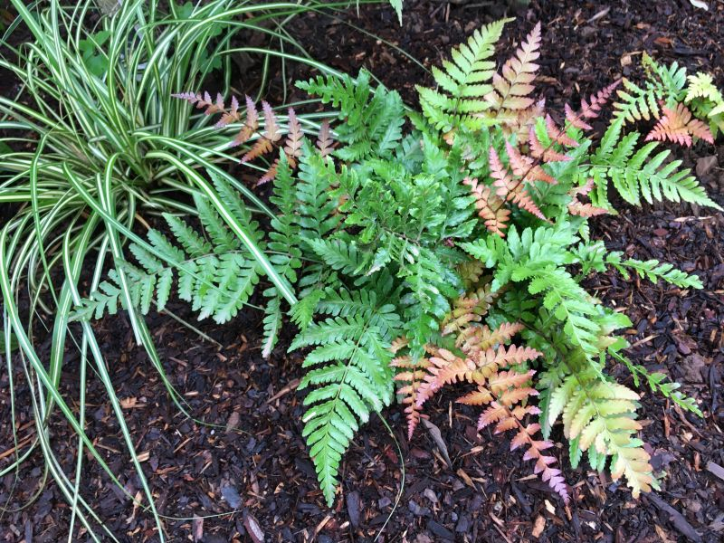 Dryopteris erythrosora