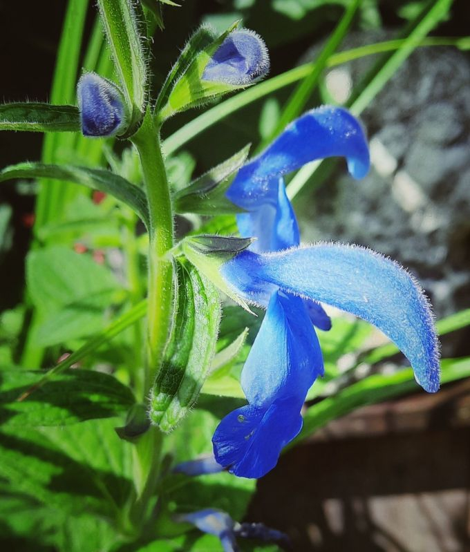 Salvia
