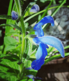 Salvia
