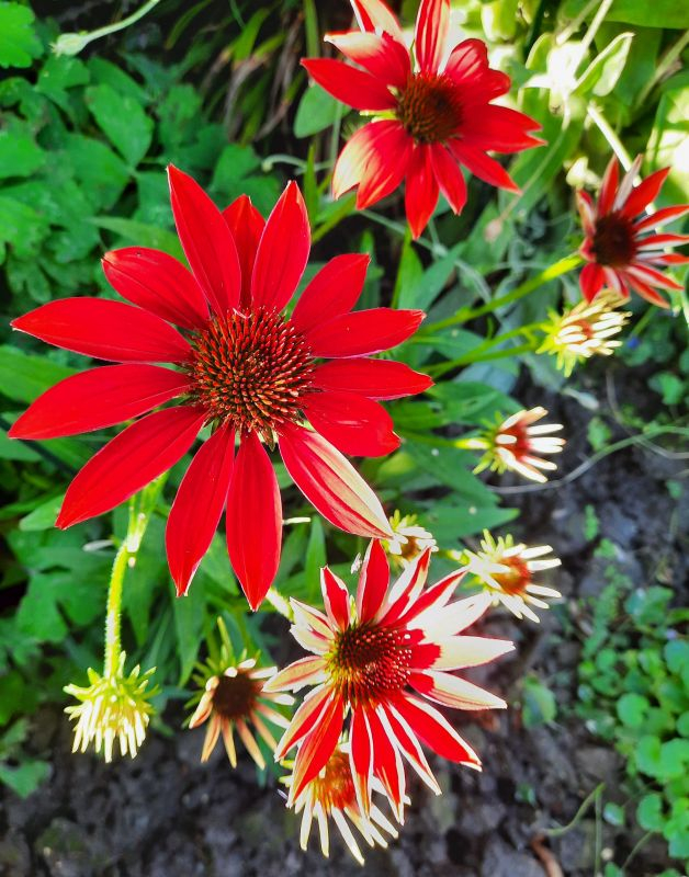 Echinacea rot