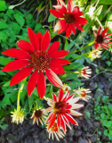 Echinacea rot