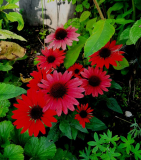 Echinacea Rot