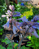 Funkie Blüte