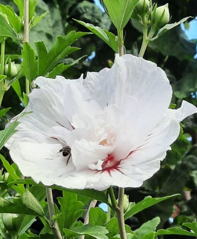 Hibiskus hellrosa