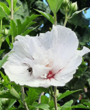Hibiskus hellrosa