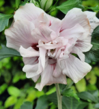 Hibiskus rosa