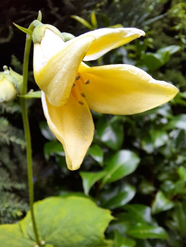 Kirengeshoma palmata
