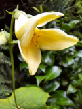 Kirengeshoma palmata
