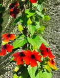 Thunbergia rot