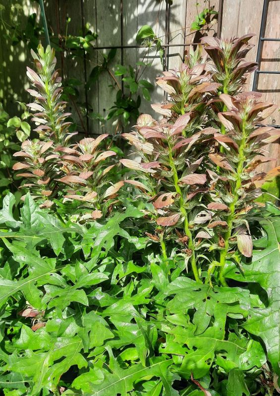 Acanthus