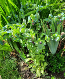 Cerinthe