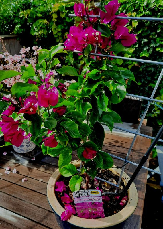 Bougainville