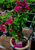 Bougainville
