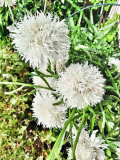 Leucanthemum